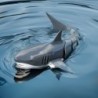 RC Shark - Τηλεκατευθυνόμενο Ρομπότ Καρχαρίας
